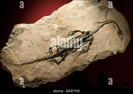 Presentano fossili fossili e il museo dei minerali di Bathurst Australia Foto Stock