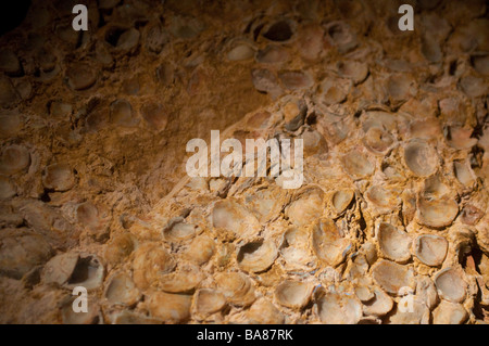 Presentano fossili fossili e il Museo dei Minerali Bathurst del Nuovo Galles del Sud Australia Foto Stock