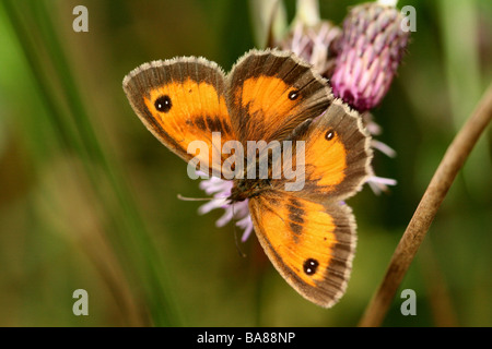 Gatekeeper o Buttrefly Hedge Brown Pyronia tithonus mostra una dettagliata di ripresa macro di alto profilo di anta Foto Stock