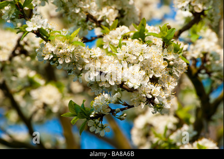 Fiori di colore bianco di un fiorire di Mirabelle Prunus domestica tree contro il cielo blu | Weiße Blüten Mirabellen eines Baumes Prunus Foto Stock