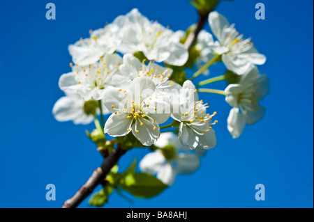 Blooming sour marasca Prunus cerasus con fiori di colore bianco su un ramo contro il cielo blu | Blühende Sauerkirsche Himmel Foto Stock