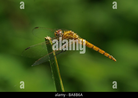 Un africano Dragonfly (specie sconosciuto) Foto Stock