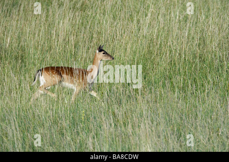 Femmina di daino Dama Dama camminando in erba lunga estate REGNO UNITO Foto Stock