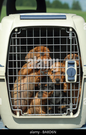 A pelo corto cane bassotto - Cuccioli in scatola per il trasporto Foto Stock