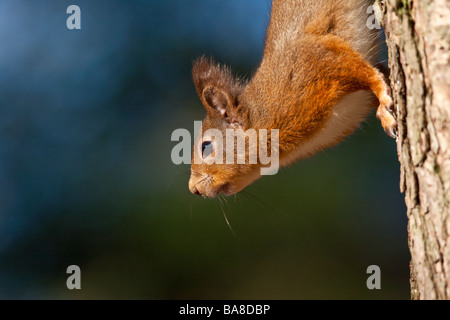 Close up of Red Squirrel (Sciurus vulgaris) on tree trunk, Cumbria, England, UK Foto Stock