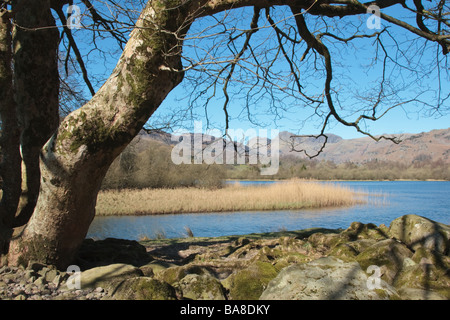 Vista su tutta Elter acqua verso il Langdale Pikes, grande Langdale, Cumbria, Regno Unito. Presa in aprile Foto Stock