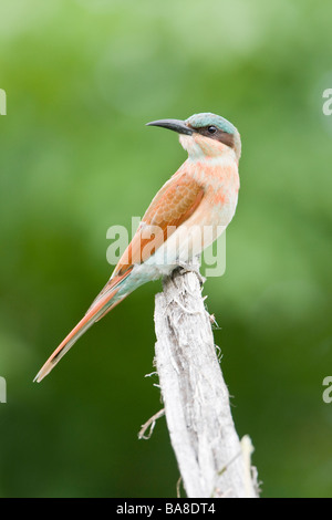 I capretti Carmine gruccione a Letaba Parco Nazionale Kruger Sud Africa Foto Stock