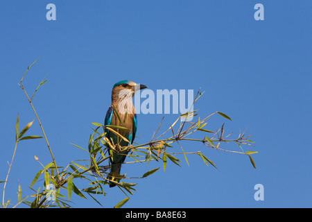 Rullo indiana Coracias benghalensis seduti sul ramoscello Bandhavgarh National Park in Madhya Pradesh India del Nord Asia Foto Stock