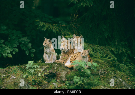 Eurasian Lynx - con i cuccioli / Lynx lynx Foto Stock