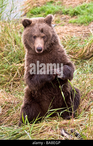 Grizzly Bear Cub seduto con zampe insieme, Ursus arctos horriblis, fiume Brooks, Katmai National Park, Alaska, STATI UNITI D'AMERICA Foto Stock