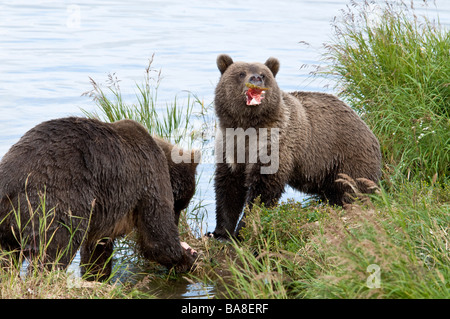 Orso grizzly cubs la cattura e la deglutizione salmone, Ursus arctos horriblis, fiume Brooks, Katmai National Park, Alaska, STATI UNITI D'AMERICA Foto Stock