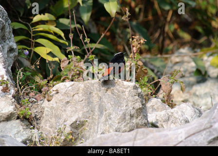 Bianco-capped acqua Chaimarrornis Redstart leucocephalus seduto su una roccia dal fiume di montagna in Himalaya Uttaranchal India Foto Stock