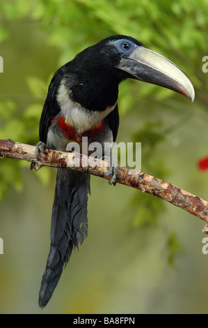 Nero-Aracari a collo alto - seduta sul ramo / Pteroglossus aracari Foto Stock