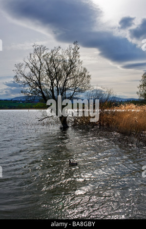 Lago Llangorse in Galles. Foto di Gordon Scammell Foto Stock