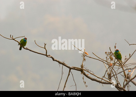 Due Blue-throated Barbets Megalaima asiatica seduta in una struttura ad albero nella nebbia mattutina Foto Stock