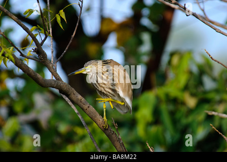 Indian Pond Heron Ardeola grayii cambiando la sua posizione in una struttura ad albero in Uttaranchal India Foto Stock