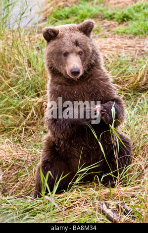 Grizzly Bear Cub seduti, mangiare con zampe insieme, Ursus arctos horriblis, fiume Brooks, Katmai National Park, Alaska, STATI UNITI D'AMERICA Foto Stock