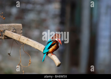 Bianco-throated Kingfisher Halcyon smyrnensis seduto su una maniglia di primitiva harrow in Uttaranchal India Foto Stock