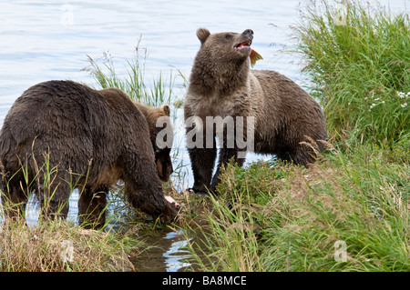 Orso grizzly cubs la cattura e la deglutizione salmone, Ursus arctos horriblis, fiume Brooks, Katmai National Park, Alaska, STATI UNITI D'AMERICA Foto Stock