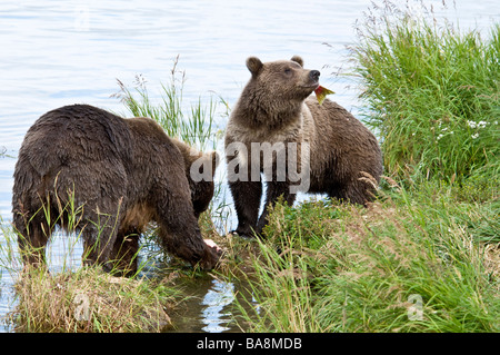 Orso grizzly cubs la cattura e la deglutizione salmone, Ursus arctos horriblis, fiume Brooks, Katmai National Park, Alaska, STATI UNITI D'AMERICA Foto Stock