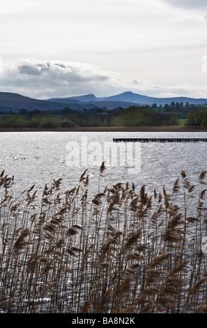 Lago Llangorse con Pen y Fan in distanza. Foto di Gordon Scammell Foto Stock