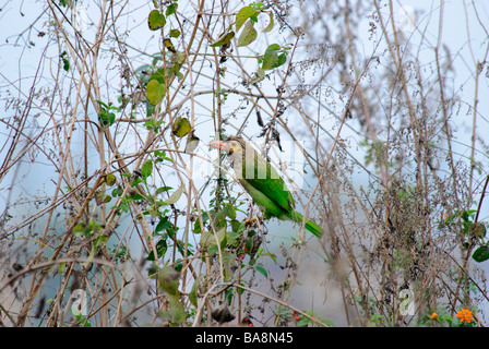 Marrone-guidato Barbet Megalaima zeylanica alimentazione su semi in Uttaranchal India Foto Stock