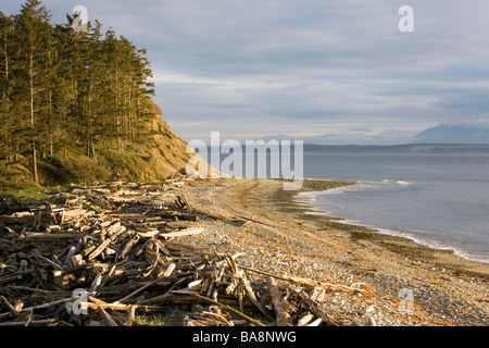 Driftwood Beach - Fort Ebey del Parco Statale di Whidbey Island, Washington Foto Stock