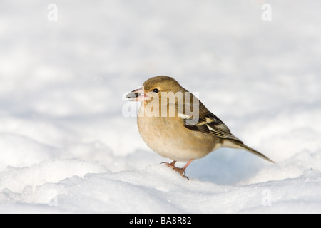 Fringuello Fringilla colebs femmina adulta appollaiato sulla coperta di neve a terra con seme a Bill Foto Stock