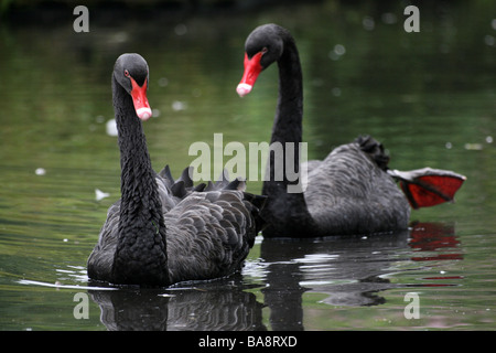 Coppia di cigni neri Cygnus atratus nuoto a Martin mera WWT, LANCASHIRE REGNO UNITO Foto Stock