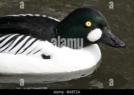 Close-up di testa e becco del Comune maschio Goldeneye Bucephala clangula a Martin mera WWT, LANCASHIRE REGNO UNITO Foto Stock