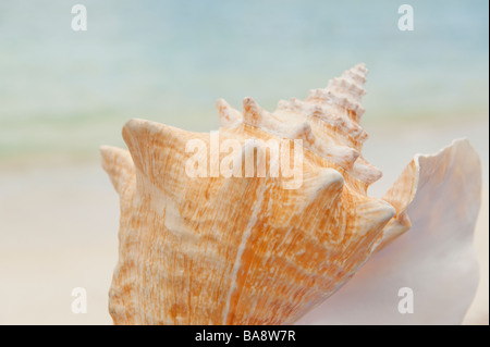 Close up della conchiglia Foto Stock