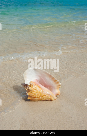 Conchiglia sulla spiaggia Foto Stock