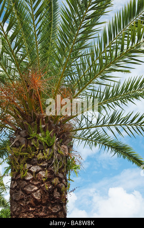 Isola Canarie Data Palm tree Foto Stock