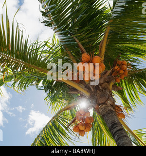 Noci di cocco in Palm tree Foto Stock