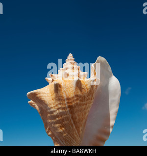 Close up della conchiglia contro il cielo blu Foto Stock