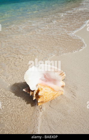 Conchiglia sulla spiaggia Foto Stock