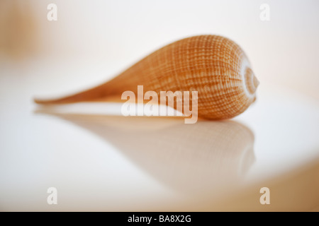 Close up della conchiglia di mare Foto Stock