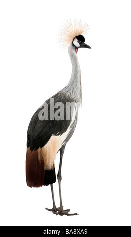 Grey Crowned Crane Balearica regulorum diciotto mesi di fronte a uno sfondo bianco Foto Stock