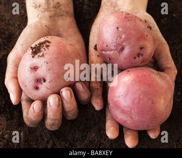 Donna che scava in patate Foto Stock