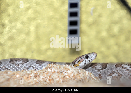 Pantherophis guttatus anche chiamato Elaphe guttata snake - nome comune: Mais di serpente o rosso serpente di ratto. Questo Morph è chiamato ghost Foto Stock