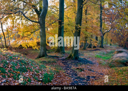 Artisti Lane in autunno, Alderley Edge, Cheshire, Inghilterra, Regno Unito Foto Stock