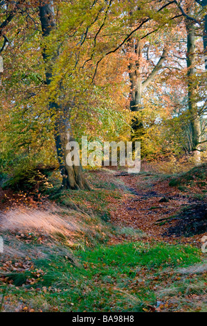 Artisti Lane in autunno, Alderley Edge, Cheshire, Inghilterra, Regno Unito Foto Stock