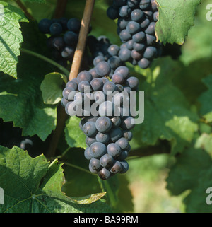 Grappolo maturo di rosso Pinot Nero sui vitigni in un vigneto Champagne Francia Foto Stock