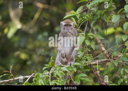 Lunga coda di granchio o mangiare Macaque Macaca fascicularis Bako Sarawak Borneo Malaysia Foto Stock