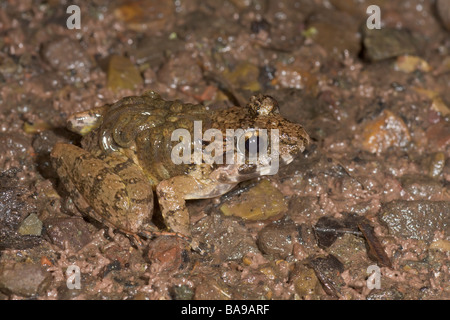 Custode ruvida Rana finchi Limnonectes maschio con girini sul retro di Danum Valley Sabah Borneo Malese Foto Stock