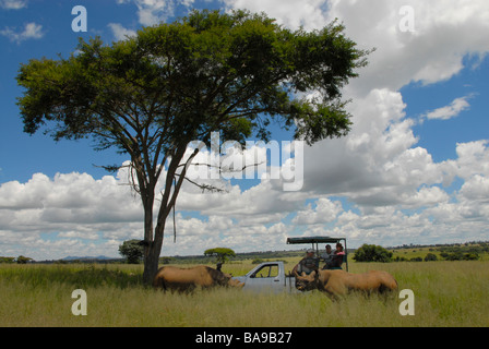 Il turista a godere di un incontro ravvicinato con un rinoceronte bianco in Zimbabwe Safari Imire Ranch. Foto Stock