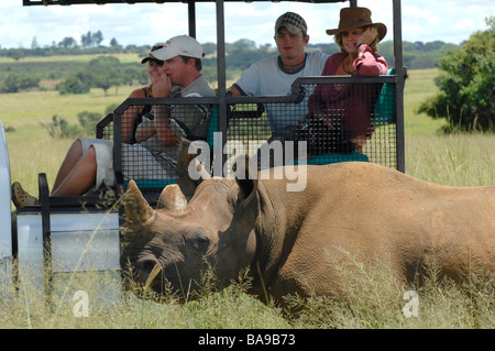 Il turista a godere di un incontro ravvicinato con il rinoceronte bianco in Zimbabwe Imire Safari Park. Foto Stock