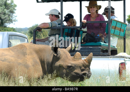 Il turista a godere di un incontro ravvicinato con il rinoceronte bianco in Zimbabwe Imire Safari Park. Foto Stock