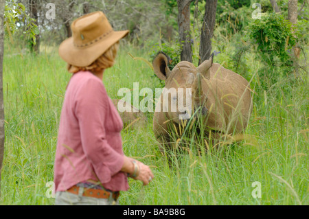 Il turista a godere di un incontro ravvicinato con il rinoceronte bianco in Zimbabwe Imire Safari Park. Foto Stock