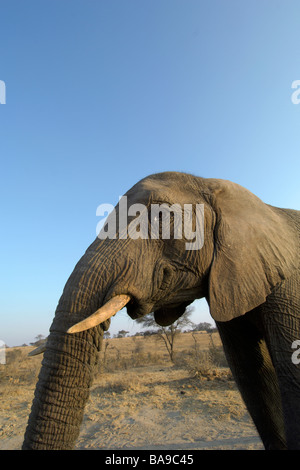 Elefante africano Loxodonta africana più grande mammifero terrestre africana di mammifero vicinanza molto stretta intelligente giganti delicatamente Foto Stock